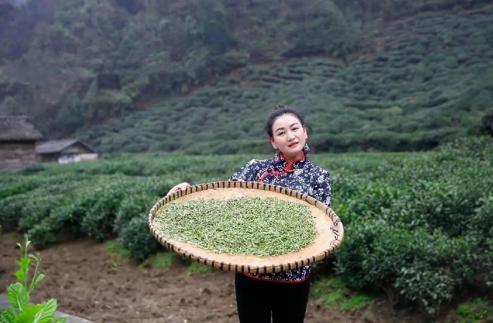 獨(dú)山詩人莫朝縣：蒙阿妹的毛尖茶園（組詩）