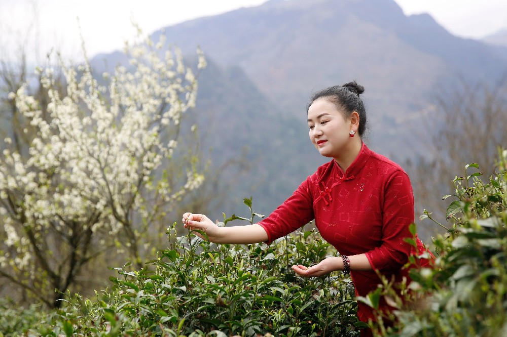 茶香春意濃 都勻毛尖開(kāi)采了